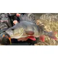 FishUP Aji Tanta 1.3” 10pcs #414 UV Clear Red