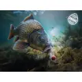 Delphin D SNAX SHELL 14mm 30g Śliwka Morwa