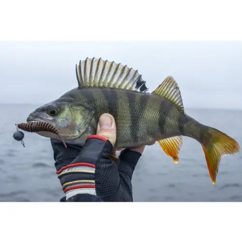 FishUP Tanta 3” 6pcs #204 Green Pumpkin Chartreuse