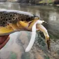 Libra Lures Larva 45mm 8szt 001 White Kryl