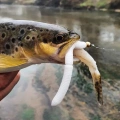 Libra Lures Fatty D Worm 65mm 10szt 038 Brown Kryl
