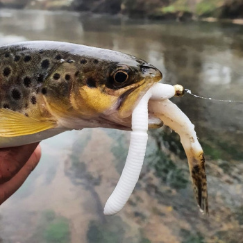 Libra Lures Larva 45mm 8szt 036 Coffee Milk Ser