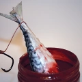 Dynamite Baits Squid Liver Catfish Dip