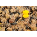 Korda Pop-up Corn Banoffee - White