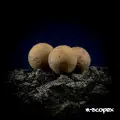 Massive LIMITED EDITION BOILIES  N-Scopex 18mm 1kg